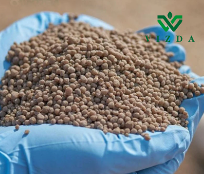 Basal Application Di-Ammonium Phosphate For Tomatoes