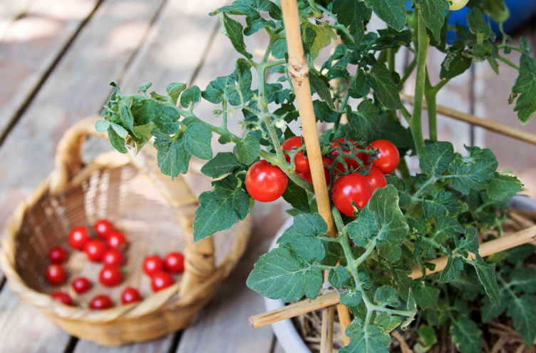 info-752-495 info-752-495