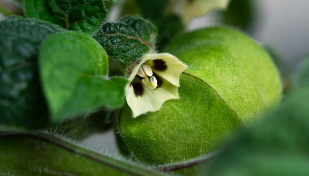 info-621-354 info-621-354