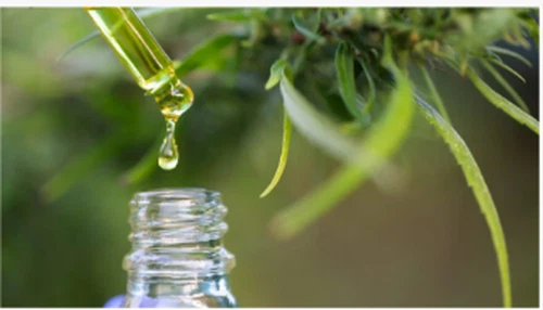 Ix-Xjentisti Jgħidu li l-Weraq tal-Kannabis Fihom Komposti Rari B'Benefiċċji ...