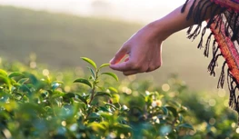 CropLife India Tfittex Protezzjoni tad-Dejta għal 5 snin, Iwissi dwar Għażlie...